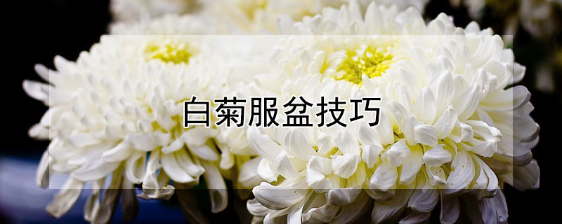 白菊服盆技巧（白菊服盆技巧和方法）