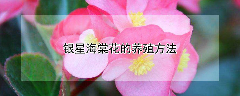 银星海棠花的养殖方法 银星海棠花的养殖方法图解