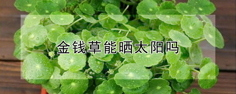 金钱草能晒太阳吗（金钱草能在太阳下晒吗）