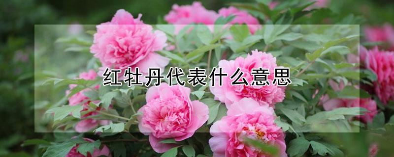 红牡丹代表什么意思 红牡丹代表什么意思呢
