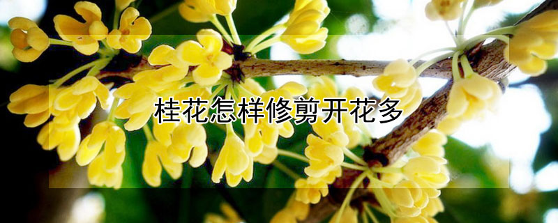 桂花怎样修剪开花多 桂花怎样修剪开花多呢