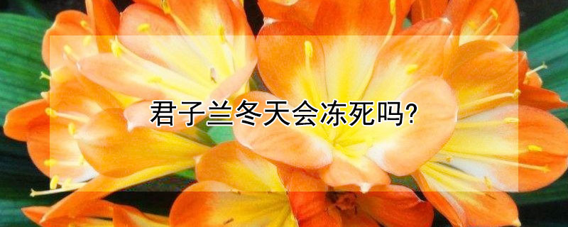 君子兰冬天会冻死吗? 君子兰过冬的方法