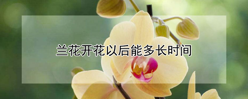 兰花开花以后能多长时间（兰花开花以后能多长时间开花）