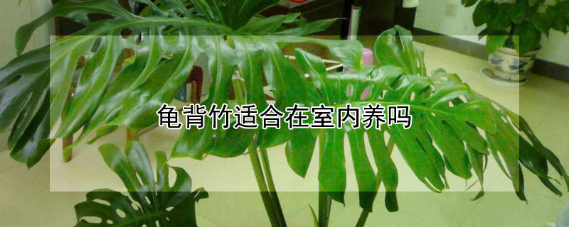 龟背竹适合在室内养吗 龟背竹放客厅大忌