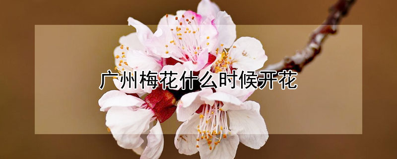 广州梅花什么时候开花（广州梅花2021）