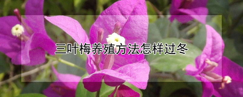 三叶梅养殖方法怎样过冬（三叶梅怎么养殖）