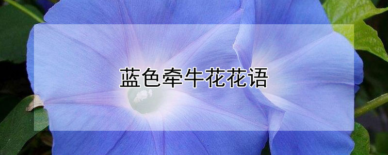 蓝色牵牛花花语 蓝色牵牛花代表什么
