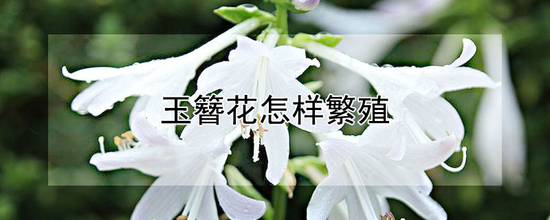 玉簪花怎样繁殖 玉簪花怎样繁殖后代