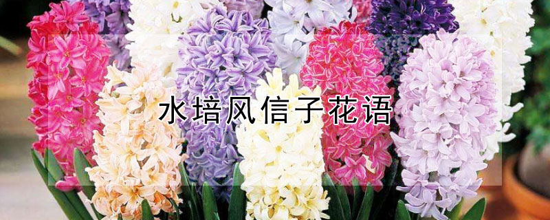 水培风信子花语 水培风信子花的特点