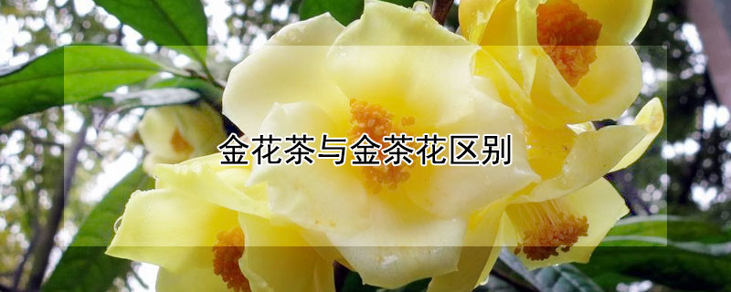 金花茶与金茶花区别 金花茶叶与茶叶的比较