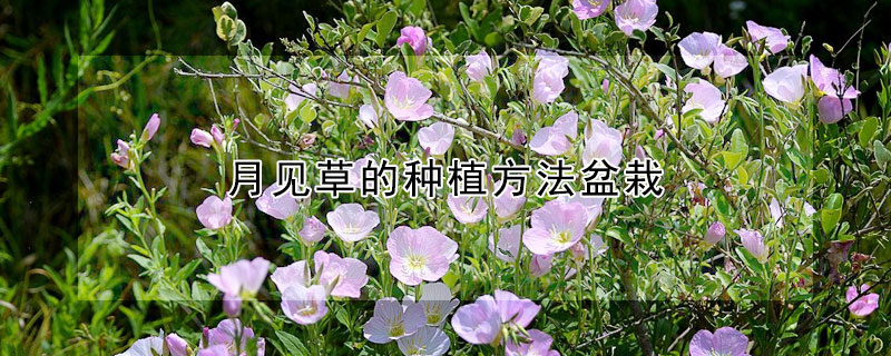 月见草的种植方法盆栽 月见草的种植技术