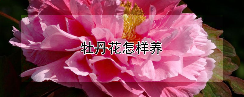 牡丹花怎样养（牡丹花怎样养最好）