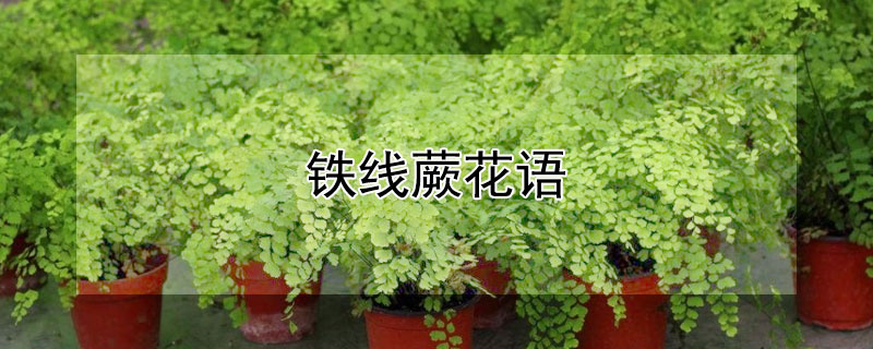 铁线蕨花语（铁线蕨花语文艺说法）