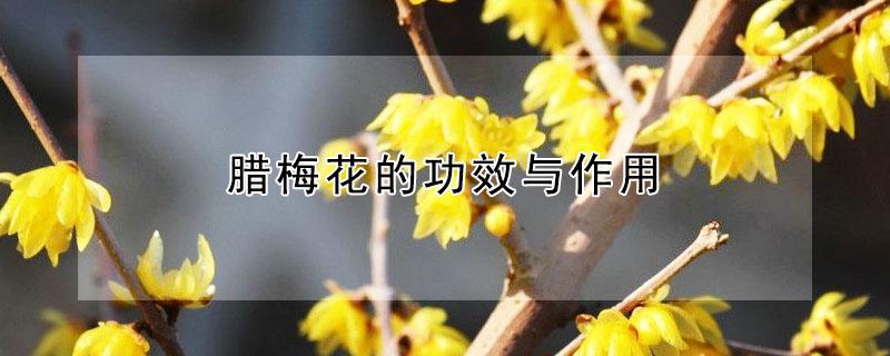 腊梅花的功效与作用（欧洲腊梅花的功效与作用）