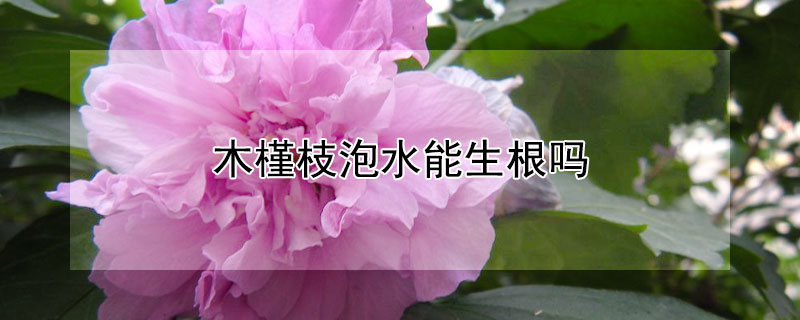 木槿枝泡水能生根吗（木槿枝泡水能生根吗有毒吗）