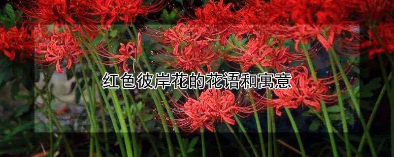 红色彼岸花的花语和寓意 红色彼岸花的花语和寓意网名大全