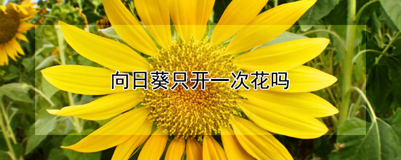 向日葵只开一次花吗 向日葵只开一朵花是正确还是错误