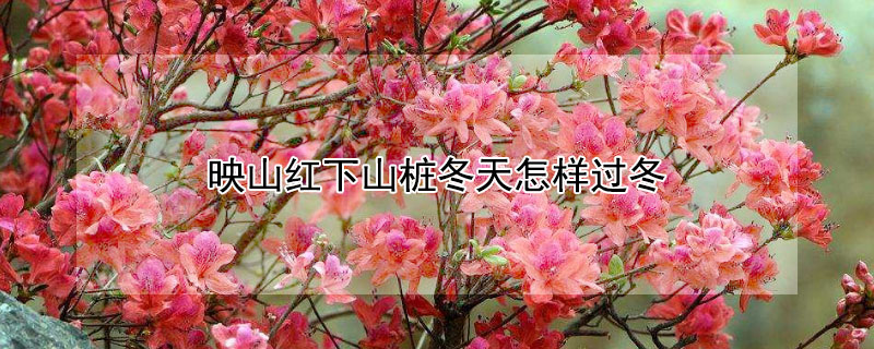 映山红下山桩冬天怎样过冬 下山桩映山红什么时候可以嫁接