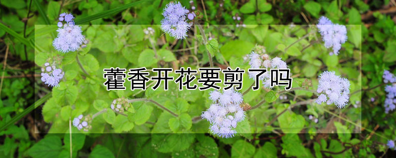 藿香开花要剪了吗（藿香开花后会枯萎吗）