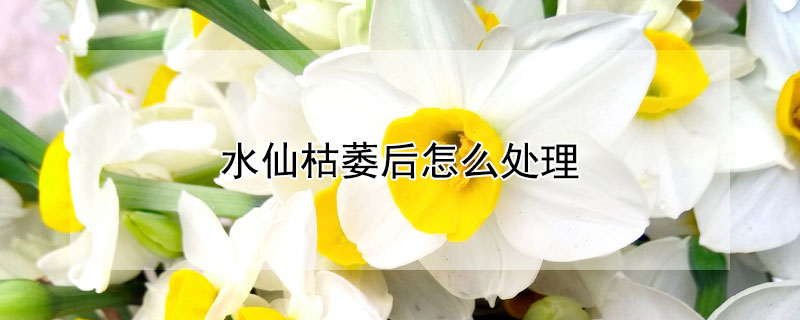 水仙枯萎后怎么处理（水仙枯萎后怎么处理好）
