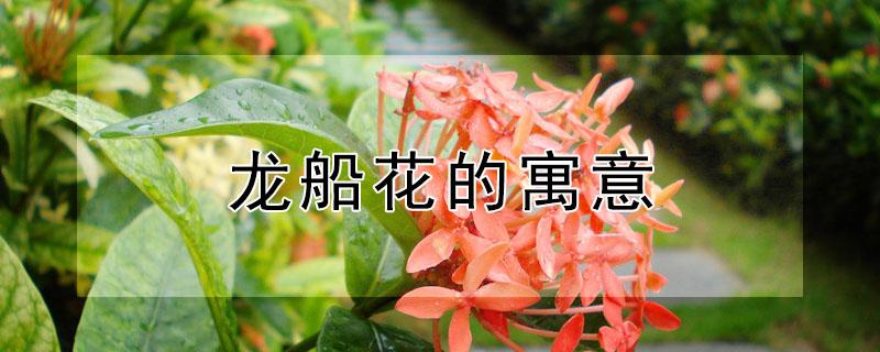 龙船花的寓意 龙船花的寓意和象征