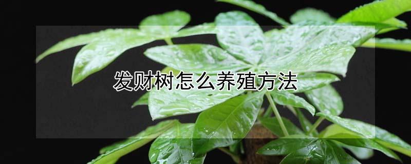发财树怎么养殖方法 发财树怎么养殖方法和浇水