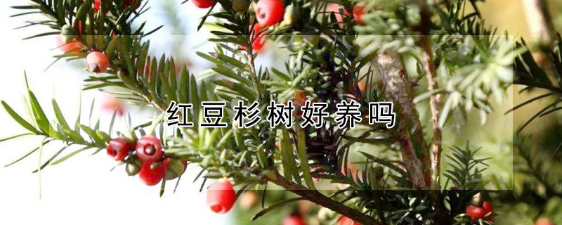 红豆杉树好养吗（红豆杉树好养吗怎么养）