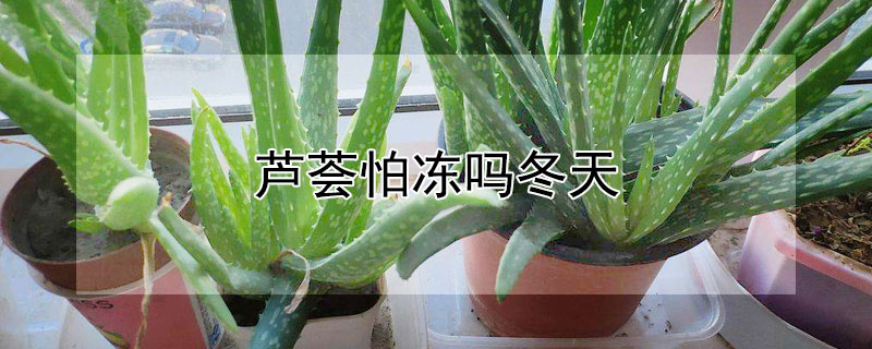 芦荟怕冻吗冬天（芦荟怕冻吗冬天会冻死吗）