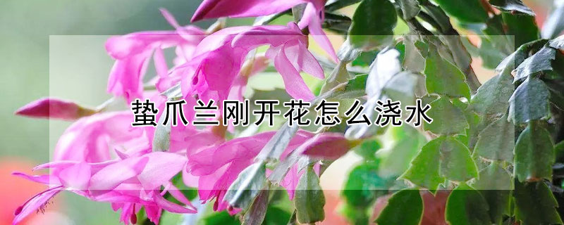 蛰爪兰刚开花怎么浇水（蛰爪兰刚开花怎么浇水视频）