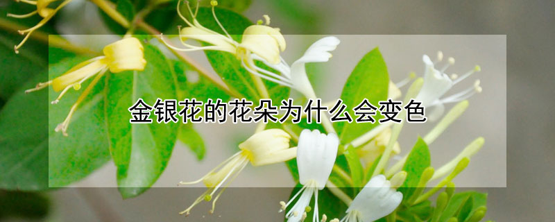 金银花的花朵为什么会变色 金银花的花朵为了什么会变色答案