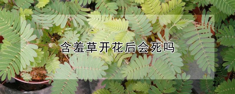 含羞草开花后会死吗 含羞草开花以后会死吗