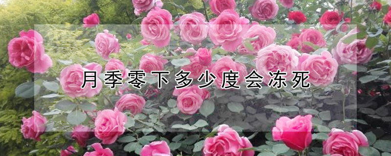 月季零下多少度会冻死 月季零下3度会冻坏吗