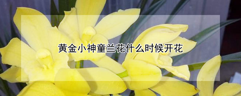 黄金小神童兰花什么时候开花（黄金小神童兰花花蕾即将要开图片）