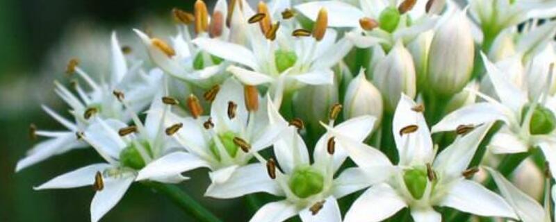 韭菜花花语 韭菜花花语怎么说