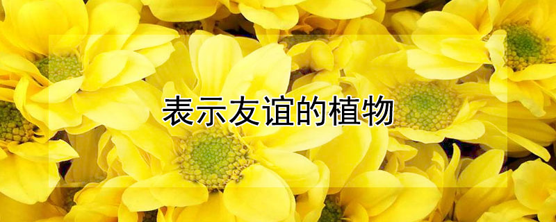 表示友谊的植物 表示友谊的植物是什么