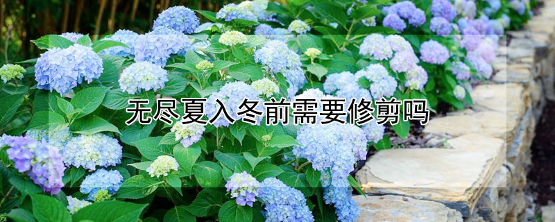 无尽夏入冬前需要修剪吗 无尽夏入冬前怎么修剪