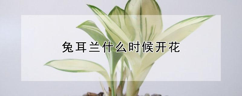 兔耳兰什么时候开花 磨砂兔耳兰开花图片