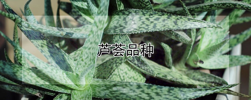 芦荟品种（芦荟品种最好的是哪种）