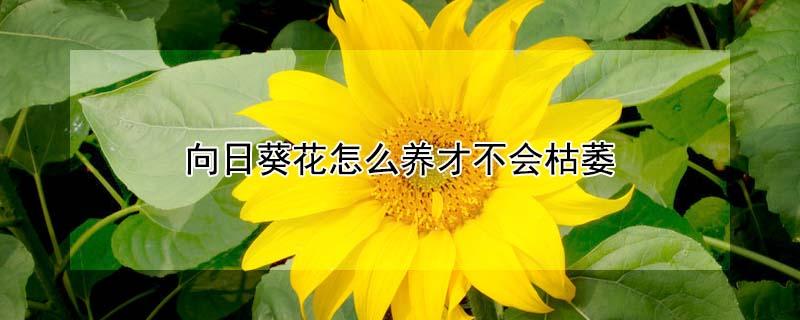 向日葵花怎么养才不会枯萎 向日葵花怎么养才不会枯萎掉