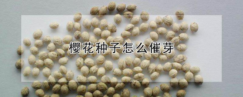 樱花种子怎么催芽 樱花种子怎么催芽最快