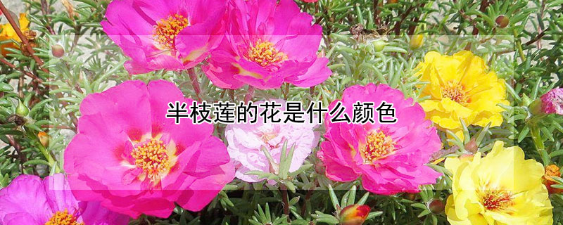 半枝莲的花是什么颜色（半枝莲的花是什么颜色的）