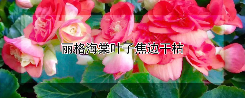 丽格海棠叶子焦边干枯 丽格海棠叶子焦边干枯怎么回事