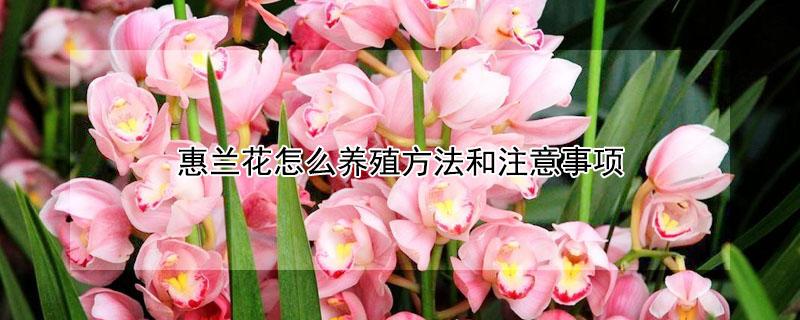 惠兰花怎么养殖方法和注意事项 水培惠兰花怎么养殖方法和注意事项