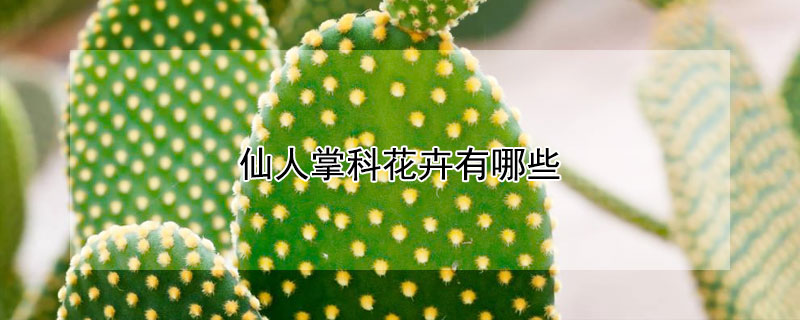 仙人掌科花卉有哪些 仙人掌科花卉有哪些图片