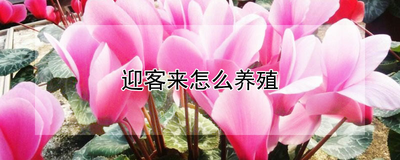 迎客来怎么养殖（迎客来的养殖方法）