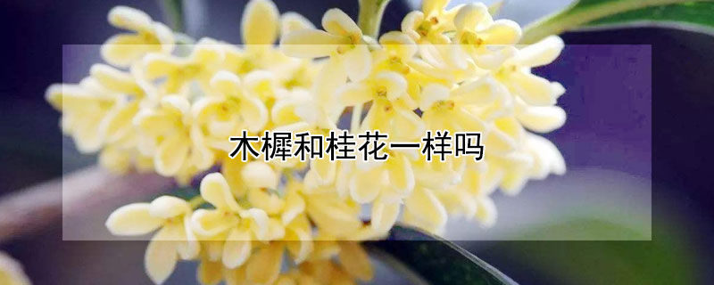木樨和桂花一样吗（木樨是桂花的别称吗）