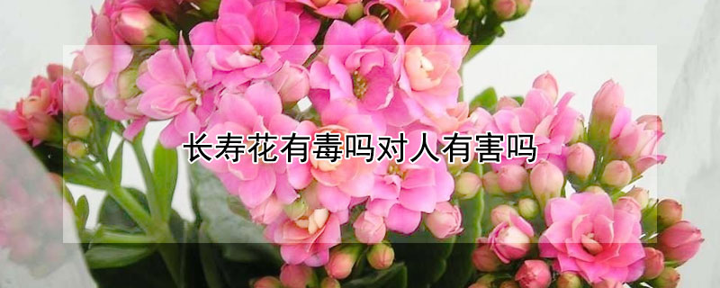 长寿花有毒吗对人有害吗 长寿花有毒吗对人有害吗图片