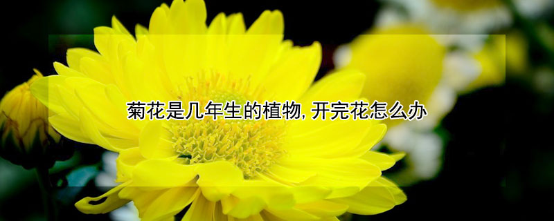 菊花是几年生的植物,开完花怎么办 菊花几年能开花
