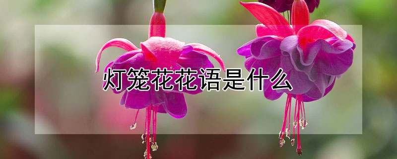 灯笼花花语是什么（灯笼花有什么寓意）