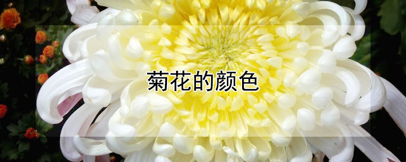 菊花的颜色（菊花的颜色可真多呀!有紫红的、淡黄的......）